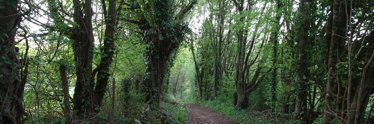 sentier bordé d'arbres